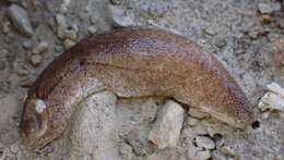 Image of Shelled slug