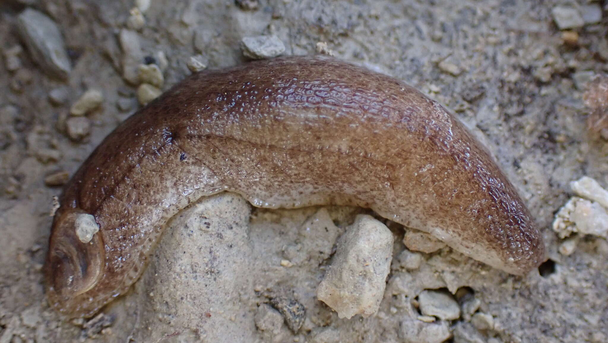 Image of Shelled slug