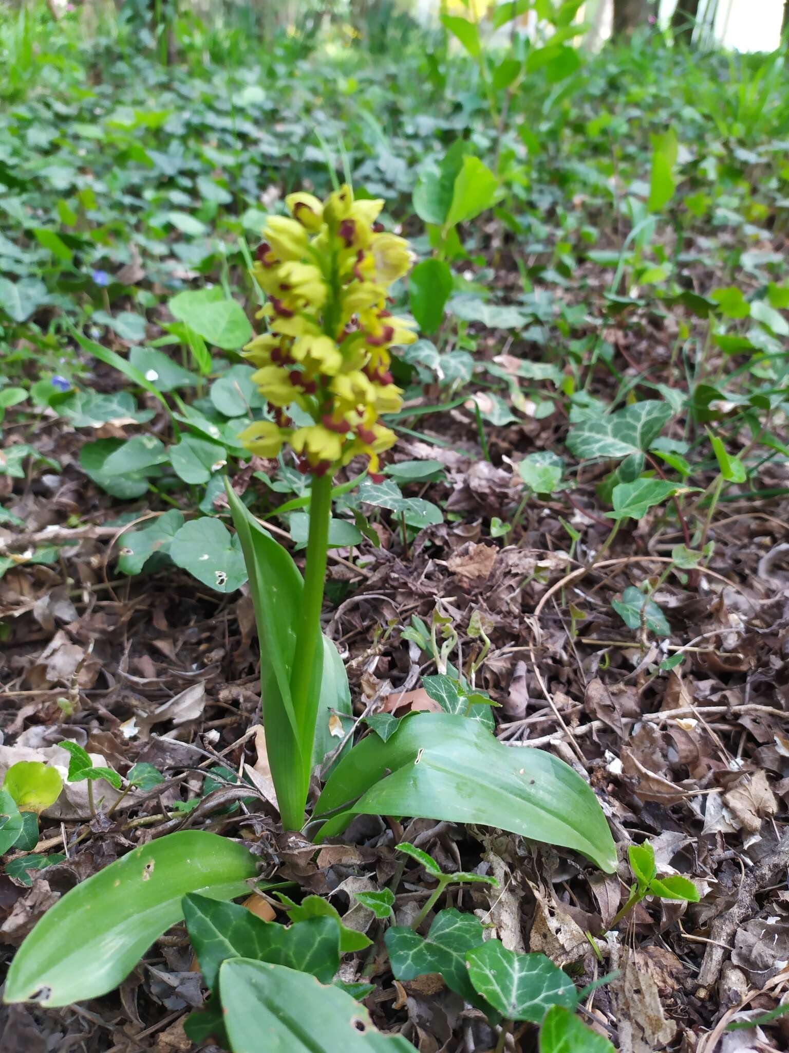 Image of Small-dotted Orchis