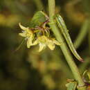 Diplolepis viridis (Phil.) Hechem & C. Ezcurra resmi