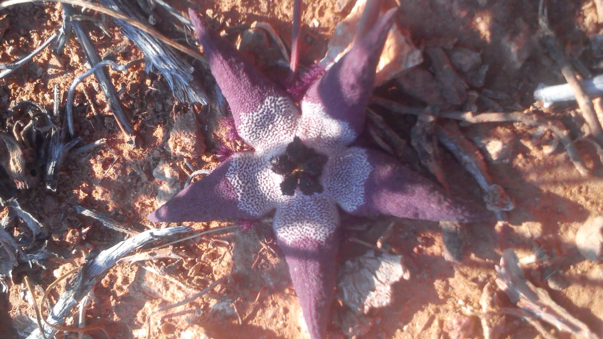 Image of Ceropegia penduliflora subsp. penduliflora