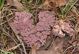 Image of Clavaria versatilis (Quél.) Sacc. & Trotter 1912