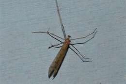 Image of Bittacus pilicornis Westwood 1846