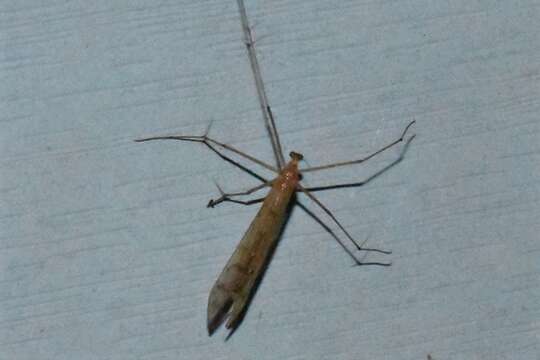 Image of Bittacus pilicornis Westwood 1846