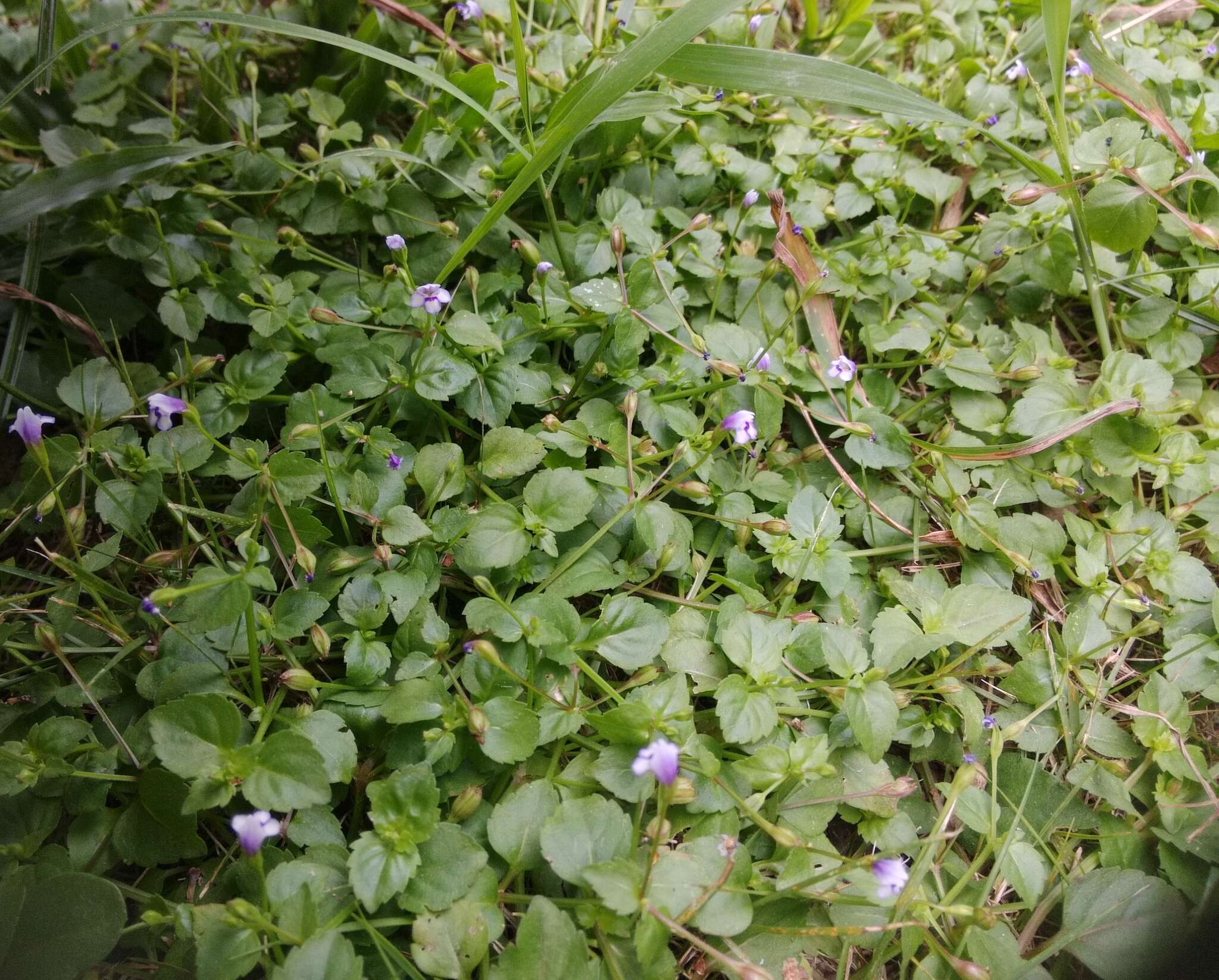 Imagem de Torenia crustacea (L.) Cham. & Schltdl.