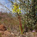 Image of Albuca sabulosa (U. Müll.-Doblies & D. Müll.-Doblies) J. C. Manning & Goldblatt