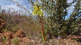 Imagem de Albuca sabulosa (U. Müll.-Doblies & D. Müll.-Doblies) J. C. Manning & Goldblatt