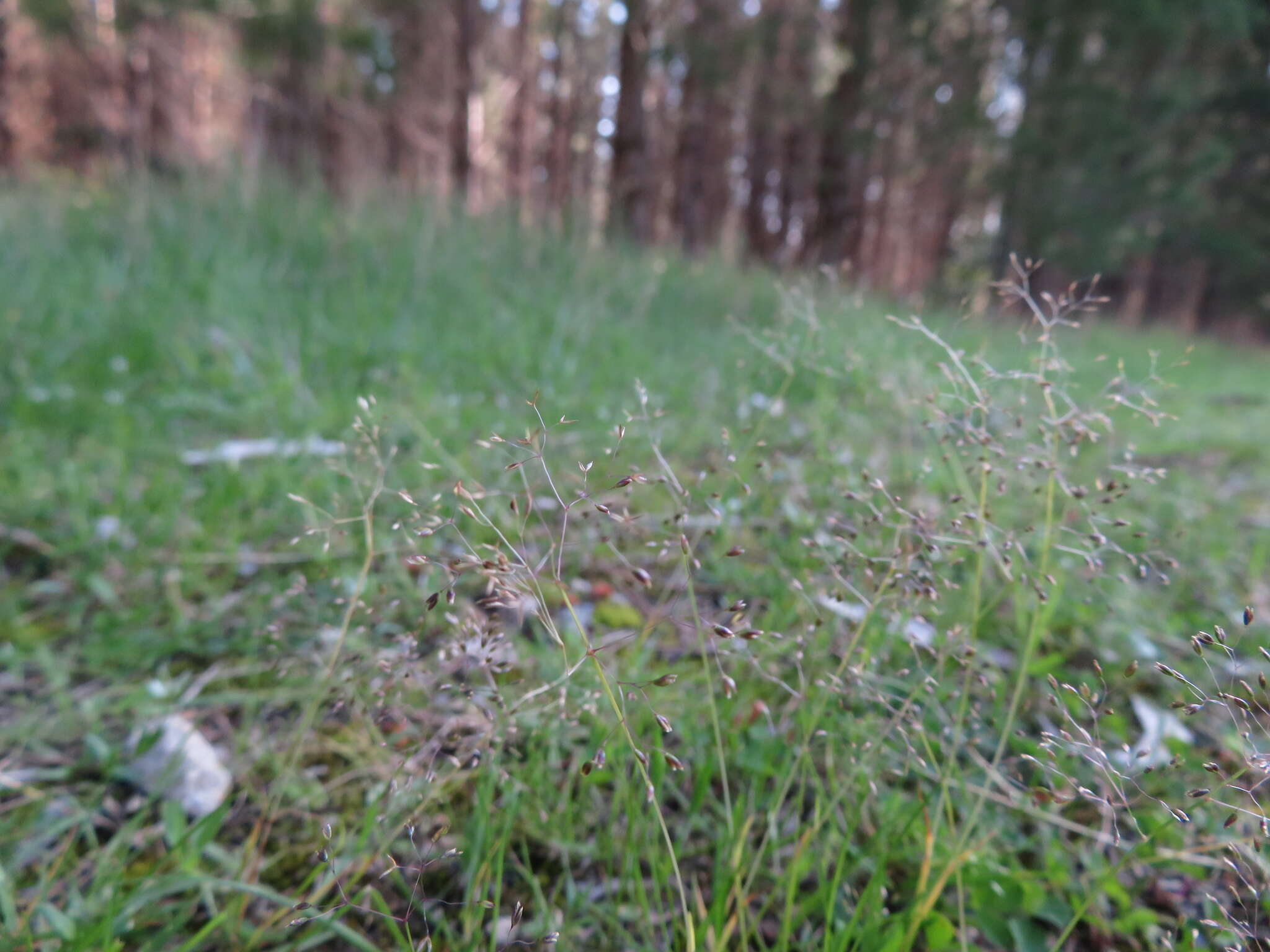 Image of silver hairgrass