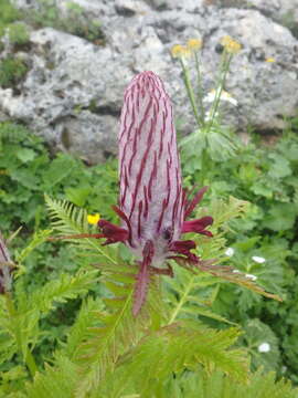 Imagem de Pedicularis atropurpurea Nordm.