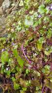 Image of Cymbalaria muralis subsp. muralis