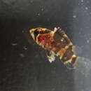 Image of Bornean leaffish