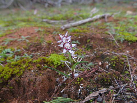 صورة Wurmbea dioica subsp. brevifolia R. J. Bates