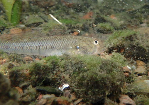 Plancia ëd Stenogobius hawaiiensis Watson 1991