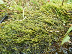 Image of common hook-moss