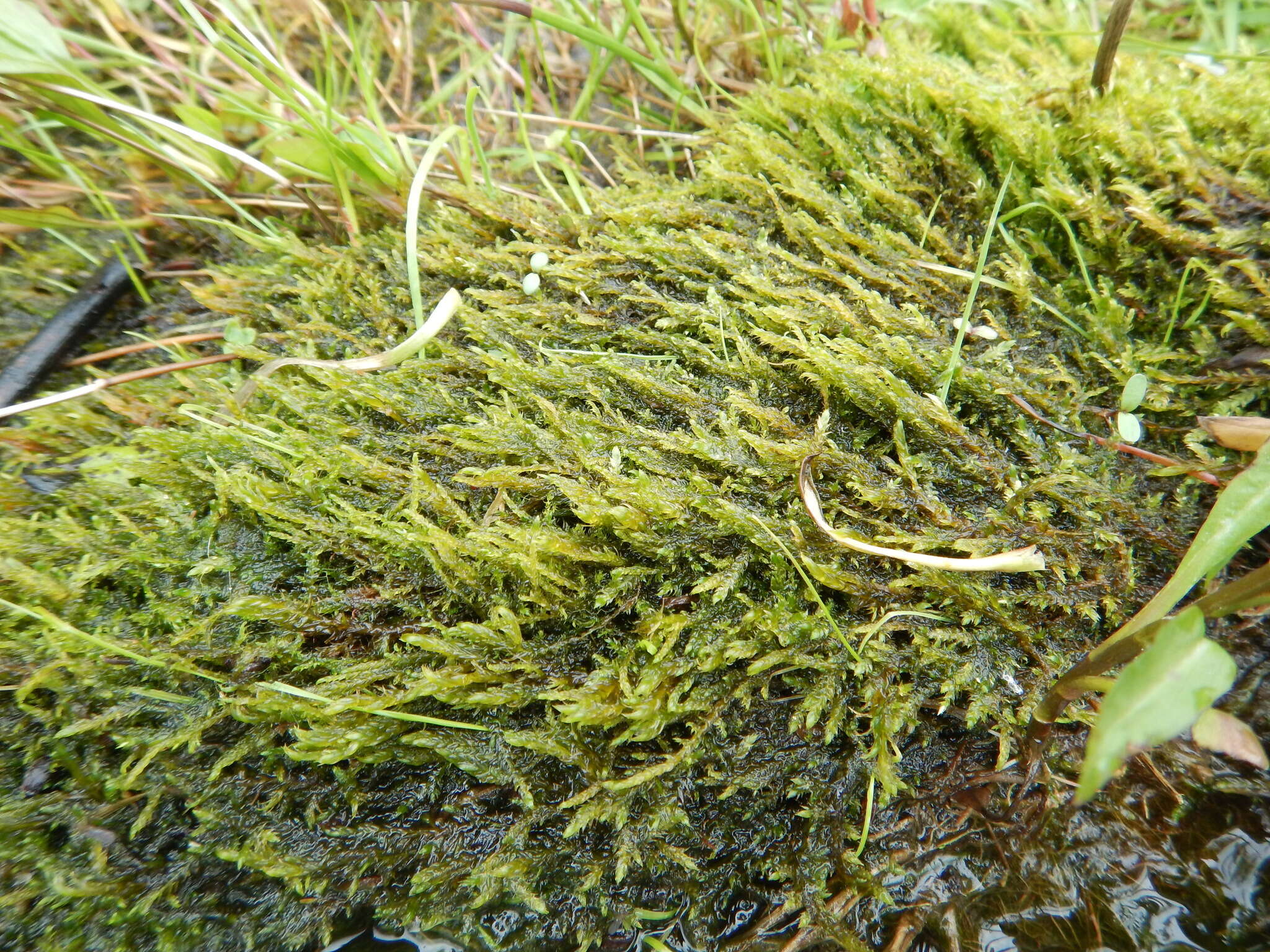 Image of common hook-moss