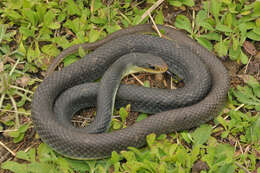 Image of Coluber constrictor flaviventris Say ex James 1823