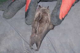 Image of Little Big-eyed Bat