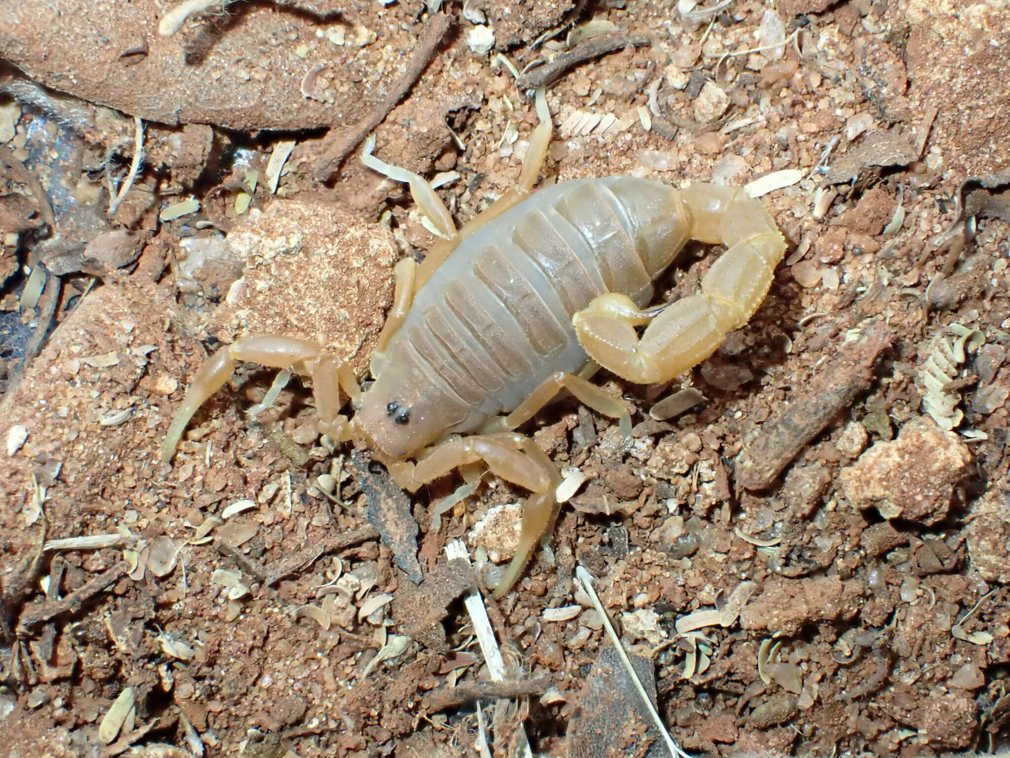 Sivun Parabuthus pallidus Pocock 1895 kuva