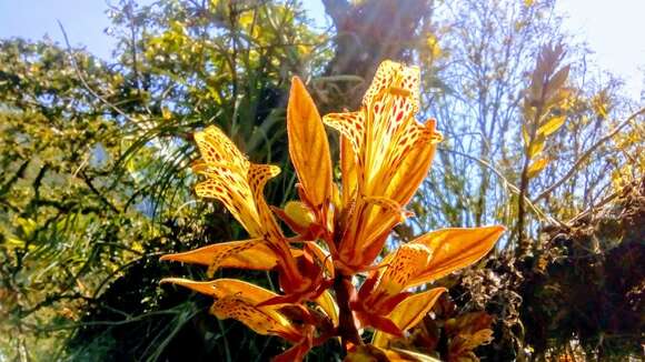 Image of Columnea schiedeana Schltdl.