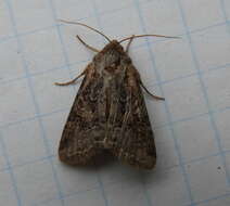 Image of Aster Cutworm