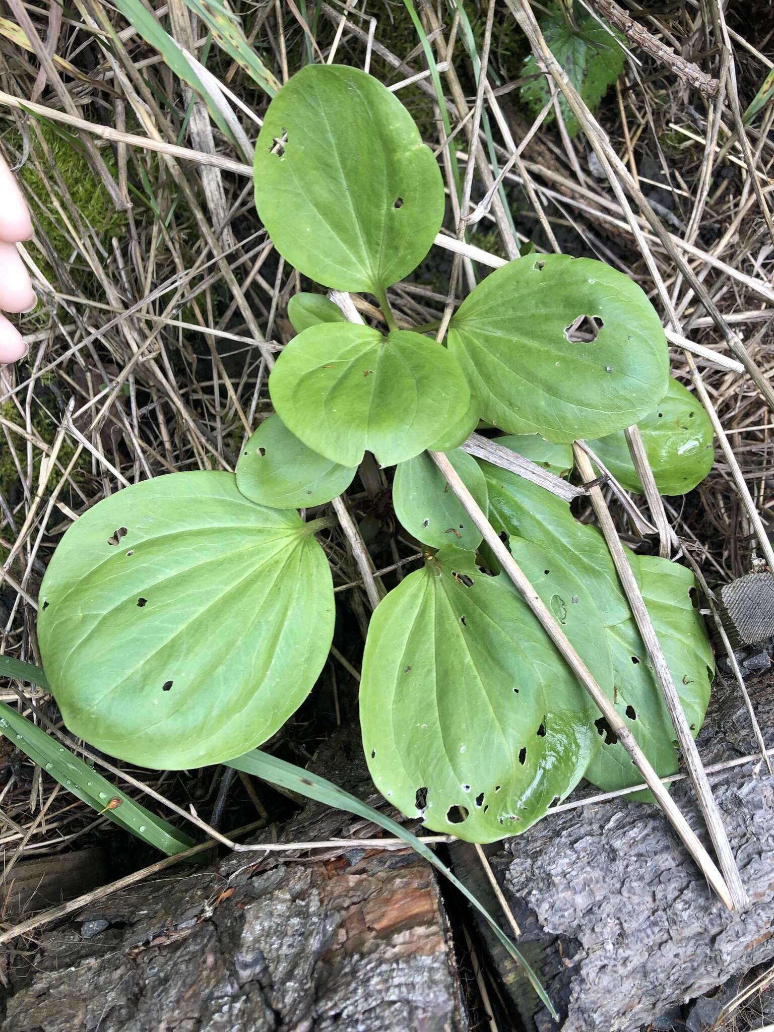 Image of Idaho trillium