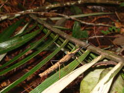 Image of Pseudophasma bispinosum (Redtenbacher 1906)