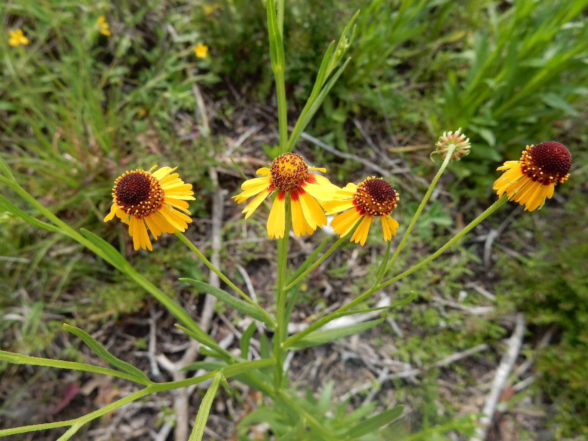 Image of pretty sneezeweed