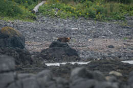 Image of Ussuri brown bear