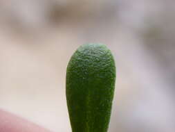Image of Saxifraga callosa subsp. callosa