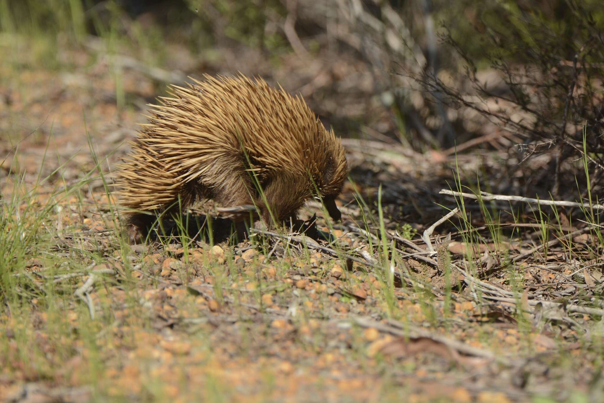 Sivun Tachyglossus aculeatus multiaculeatus (W. Rothschild 1905) kuva