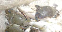 Image of Dana swimming crab