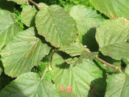 Image of Cobnut