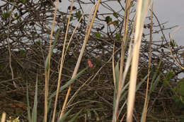 Image of Passiflora gracilens (A. Gray) Harms