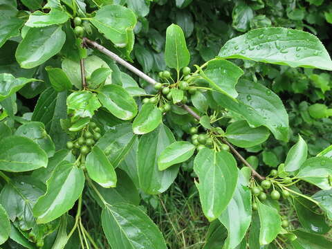 Image of Rhamnus ussuriensis J. J. Vassil.