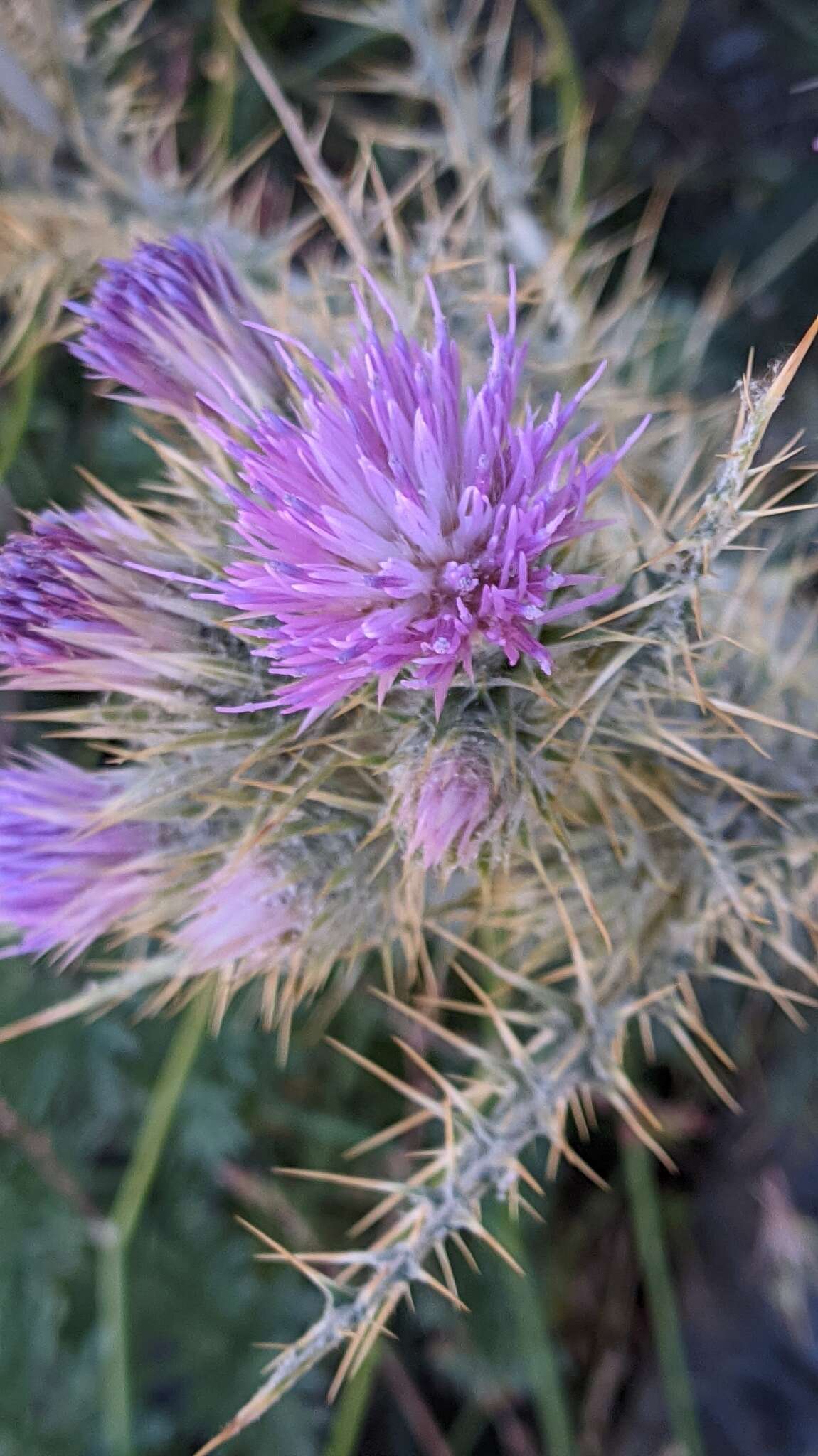 صورة Carduus carlinoides subsp. hispanicus (Kazmi) Franco