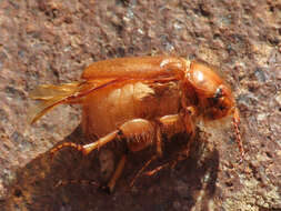 Image of Firminus ciliatus vexillis (Reitter 1902)