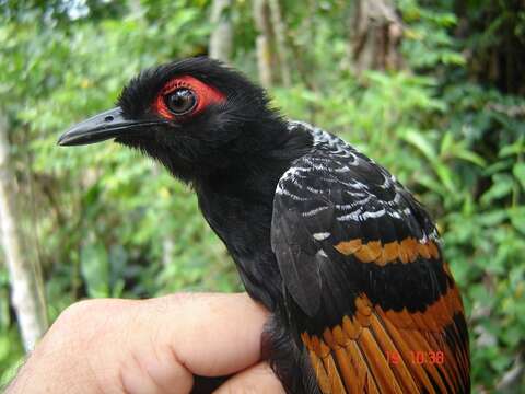 Imagem de Phlegopsis erythroptera (Gould 1855)