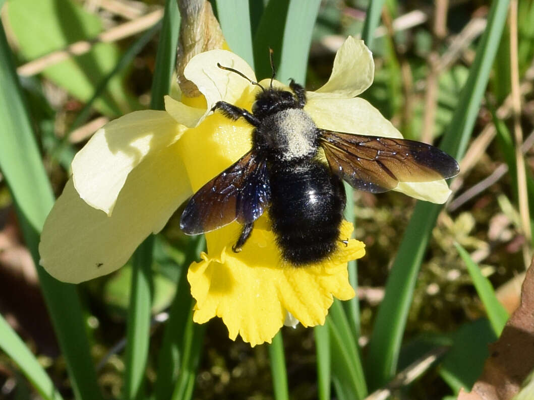 Imagem de Xylocopa violacea (Linnaeus 1758)