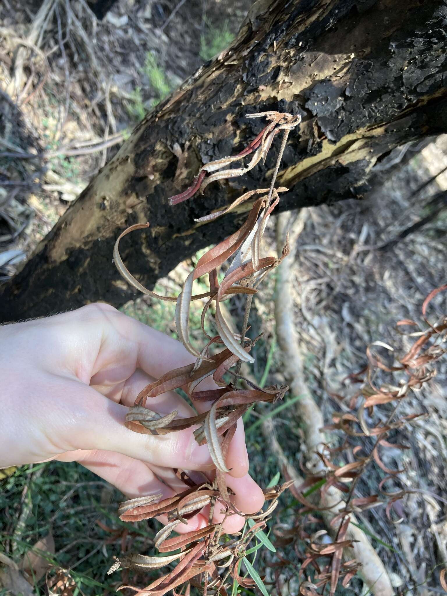 Imagem de Lasiopetalum parviflorum Rudge