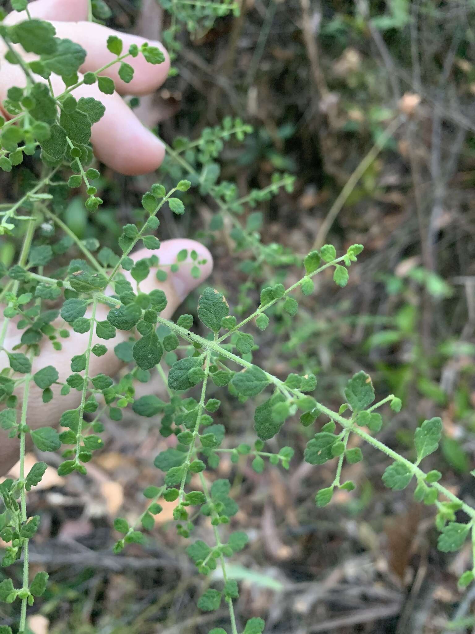 Image of Violet Mint-bush