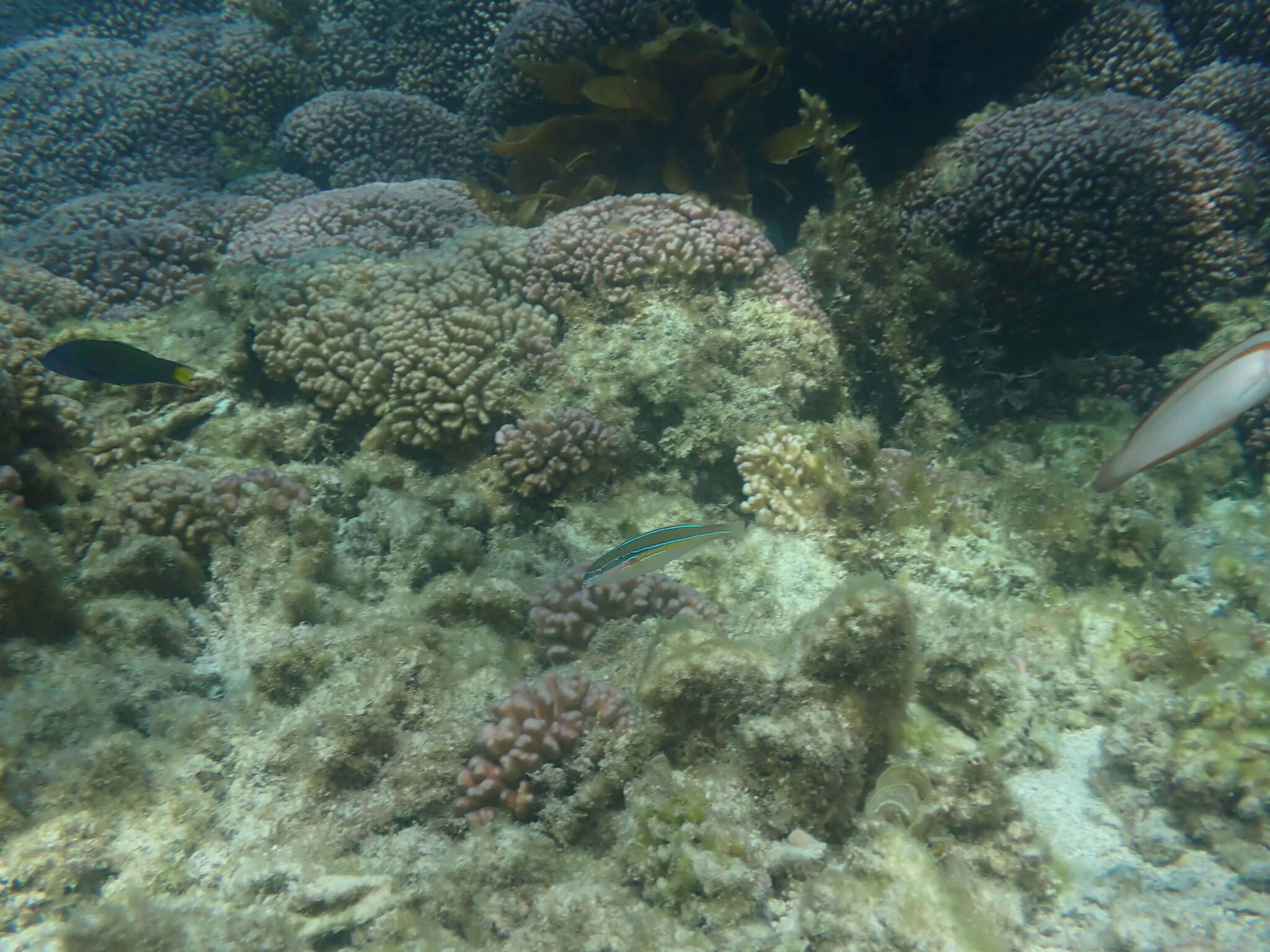 Image of Stripebelly wrasse