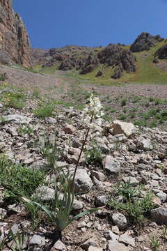 Image of Eremurus lactiflorus O. Fedtsch.