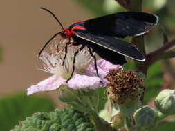 Image of Ctenucha multifaria Walker 1854