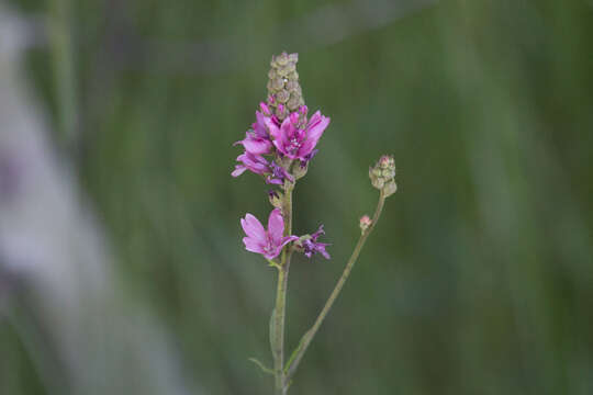 Image of Oregon checkerbloom