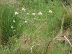 Image of Cyperus niveus Retz.