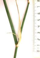 Image of Ehrharta ramosa subsp. ramosa