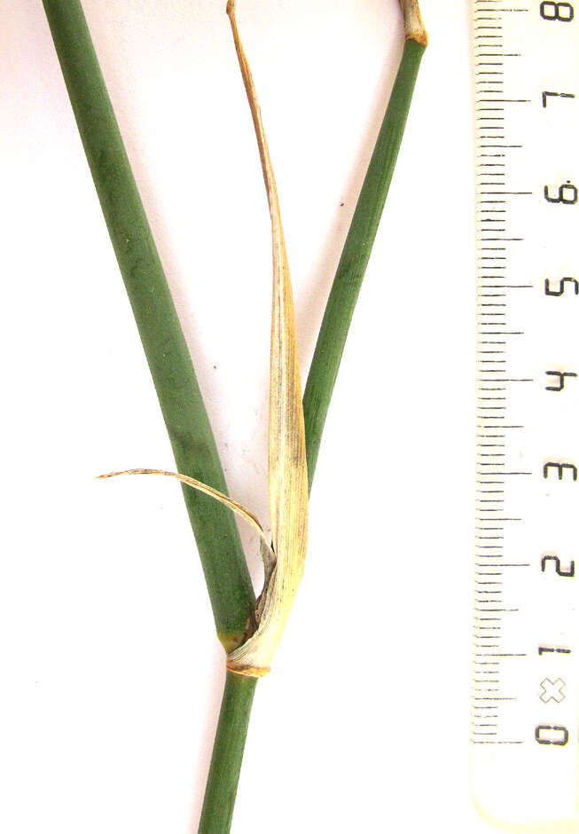 Image de Ehrharta ramosa subsp. ramosa