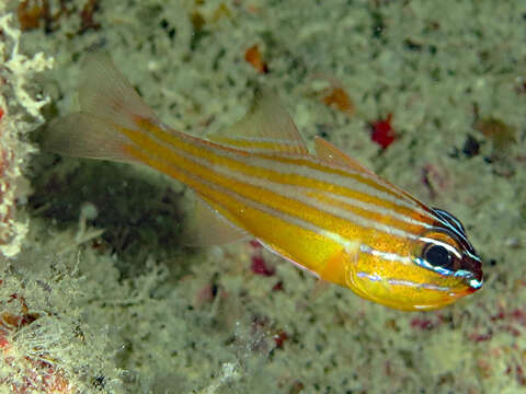 Image of Coral cardinalfish