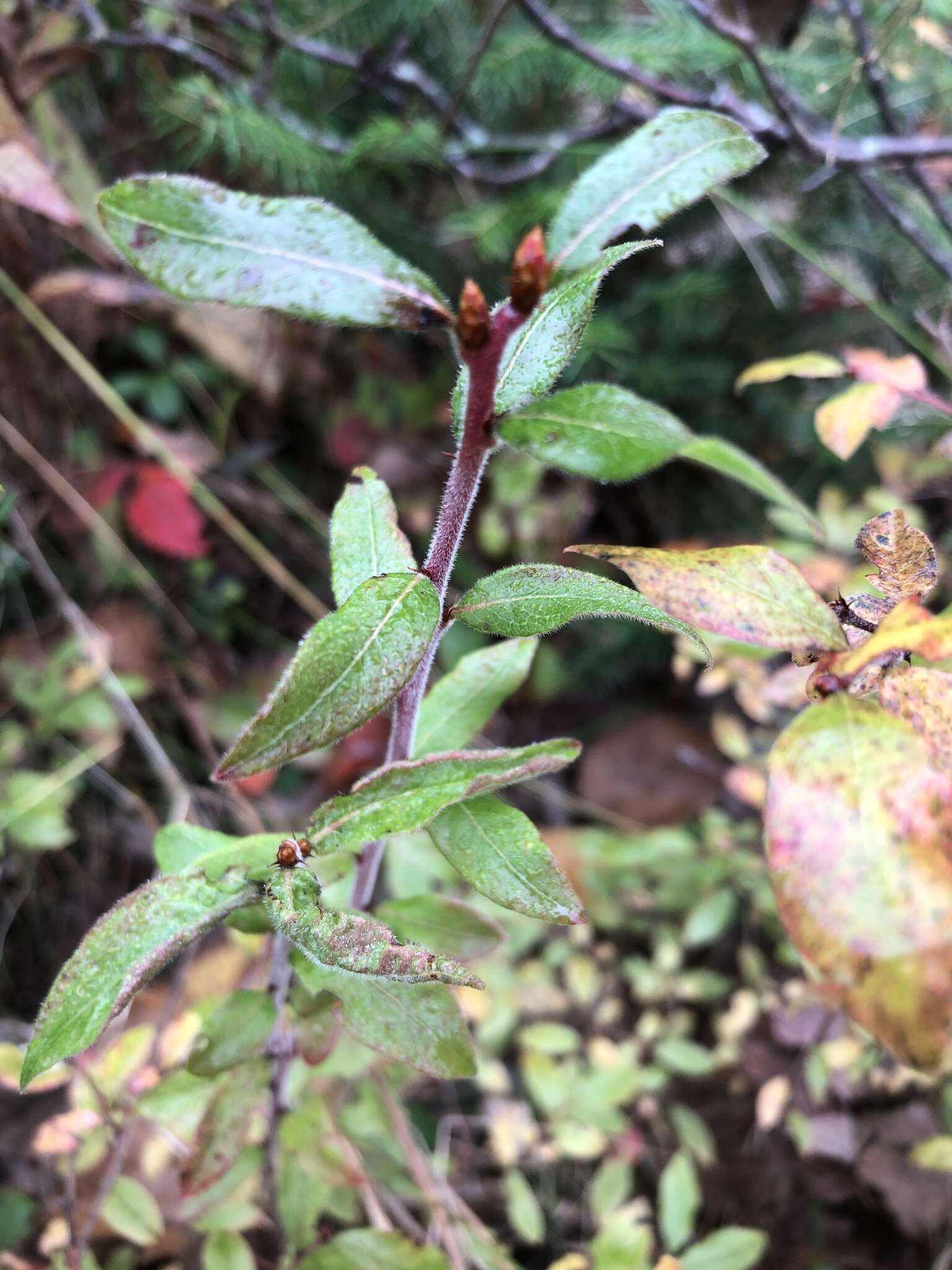 صورة Vaccinium myrtilloides Michx.