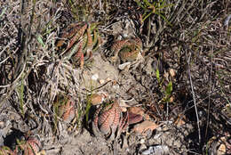 Image of Haworthiopsis fasciata (Willd.) G. D. Rowley